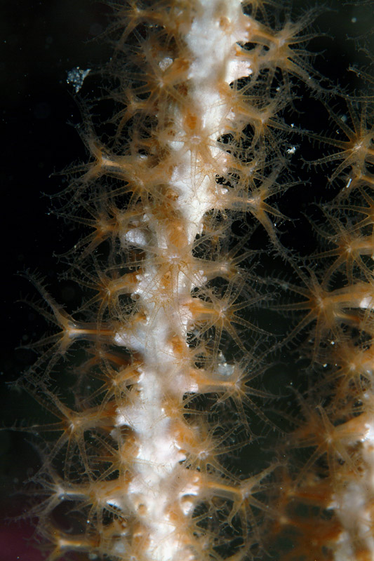 Cnidaria - Paramuricea clavata (Risso, 1826)